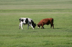 匯皖小課堂——谷飼牛肉VS草飼牛肉的區別